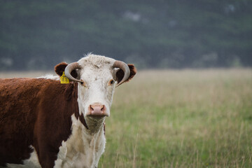 Hereford cow with horns standing in the soft rain
