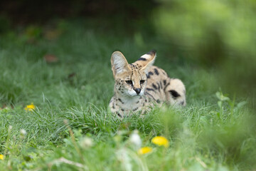 新緑とサーバル