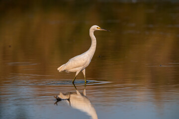 Snowy Egret, Egretta thula , perched, La Pampa Province, Patagonia, Argentina.