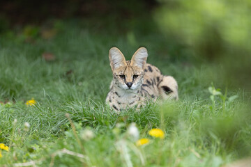 新緑とサーバル