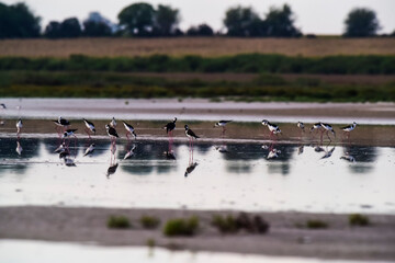 Southern Stilt, Himantopus melanurus in flight, Ansenuza National Park, Cordoba Province, Argentina