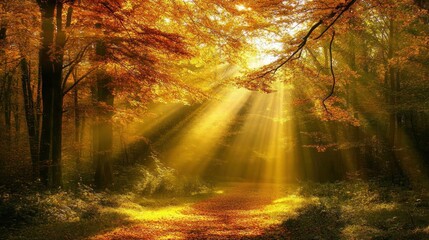 Obraz premium Golden Autumn Sunlight Path: An Enchanting Forest Scene