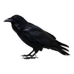 Fototapeta premium Standing Raven Bird Detailed Plumage Isolated on White Background Close Up