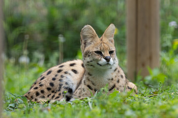 新緑とサーバル
