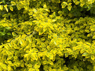 Lush green and yellow foliage of variegated leaves in sunlight