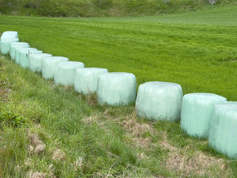 Row of silage bales in verdant green pasture