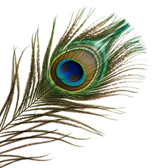 Stunning Peacock Feather: Close-Up Image