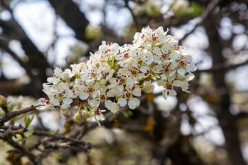 Pyrus elaeagrifolia is a plant species belonging to the Pyrus genus. Pyrus elaeagrifolia flower.
