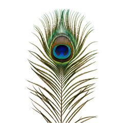 Fototapeta premium Stunning Peacock Feather: Close-Up Image for Design Inspiration