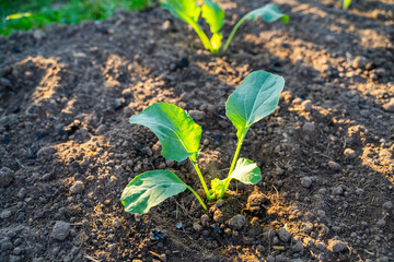 Freshly planted cabbage seedlings grow in the garden in the morning at sunrise. Young vegetable sprouts