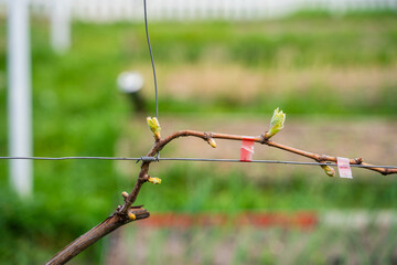 The first spring leaves of grapes close-up in spring. Grape buds wake up after winter