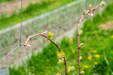 The first spring leaves of grapes close-up in spring. Grape buds wake up after winter