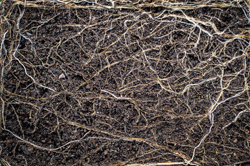Abstract background of thin roots in soil, close-up
