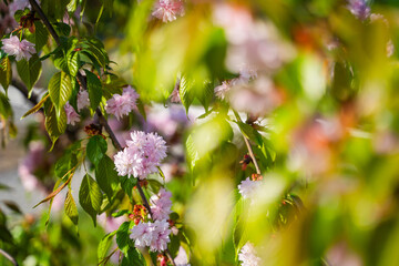 Sakura tree blooming with pink flowers close-up, sunny spring day