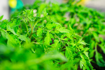 Water drops on the leaves of tomato seedlings in a greenhouse, close-up