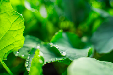 Water drops on the leaves of cabbage seedlings in a greenhouse, close-up