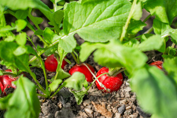 Juicy red radish growing in the soil in a greenhouse, close-up. Growing vegetables in spring