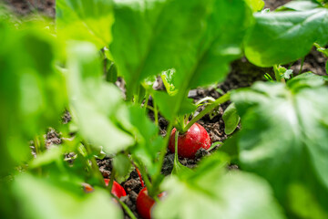 Juicy red radish growing in the soil in a greenhouse, close-up. Growing vegetables in spring