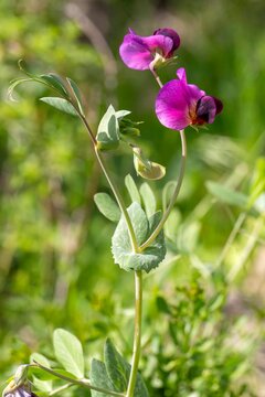 Lathyrus aphaca - Lathyrus sativus subsp. aphaca known as yellow pea or yellow vetch, is a plant from the family Fabaceae.