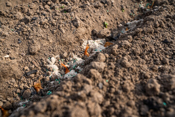 Onion seeds planted in garden soil with pest control additive and sand, close-up. Pest control preparation