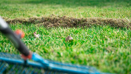 Green grass in spring after lawn maintenance and care