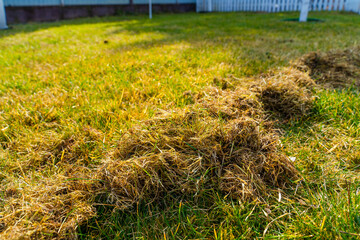 Amount of dry grass after raking the lawn after winter. Lawn care in spring