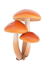Three vibrant orange mushrooms growing together on transparent background