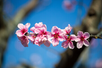 Peach tree in bloom in spring