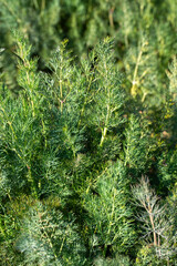 Green dill - Anethum graveolens grows in agricultural areas.
