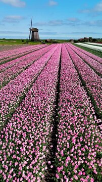 Colorful rows of blooming tulips stretch across the landscape in the Netherlands. The scene captures the essence of springtime, with a traditional windmill adding charm to the floral paradise.