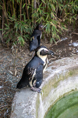 African penguin