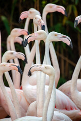Greater flamingo
