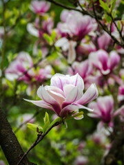 Magnolia - Magnolie