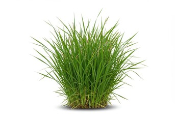 A clump of vibrant green grass isolated on a white background with a soft shadow beneath it