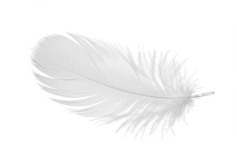 A single white feather with delicate barbs isolated on a clean white background in soft focus