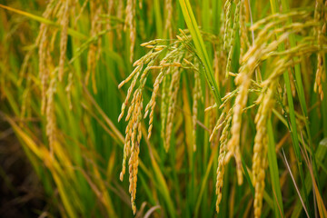 In the heart of the rice field, golden stalks bow under the weight of their full, ripe grains, ready for harvest.