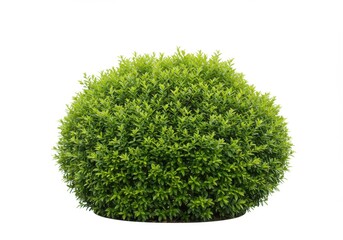 Fototapeta premium Isolated round green bush with dense foliage on a white background in a studio setting view close up
