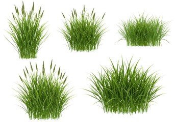 Five clumps of green grass with seed heads isolated on a white background in a studio shot view
