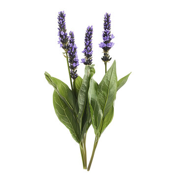 Pickerelweed png