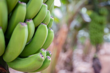 Cropped view of a bunch of bananas hanging on a tree in one of the numerous plantations in Tenerife, Canary Islands, Spain, significant delicious crop for the island's agriculture and mainland exports