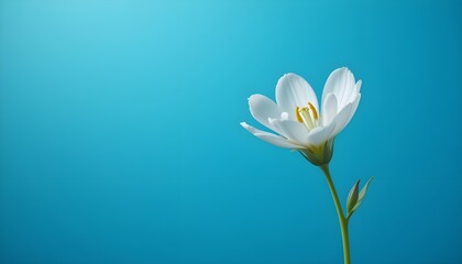 Obraz premium A single, fragile flower blossoms against a vivid, electric blue backdrop, capturing the beauty and freshness of spring in breathtaking 4K realism. The stem and leaves' delicate texture adds depth to 