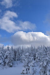 The forest after the storm, Québec, Canada