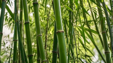 Obraz premium green bamboo forest