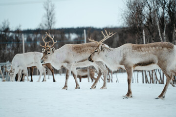 Reindeer Herd in Snowy Landscape at Tromso, Norway.