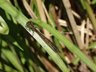 Female large red damselfly (Pyrrhosoma nymphula f. typica) resting on a long leaf