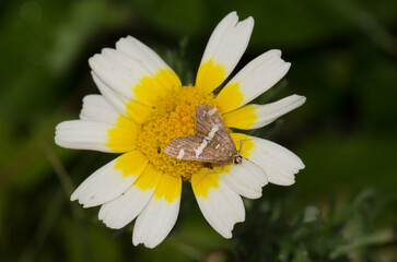 Beet webworm moth Spoladea recurvalis on a flower of garland chrysanthemum Glebionis coronaria. Gran Canaria. Canary Islands. Spain.