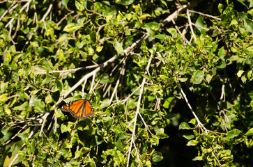 Monarch butterfly Danaus plexippus. Las Palmas de Gran Canaria. Gran Canaria. Canary Islands. Spain.