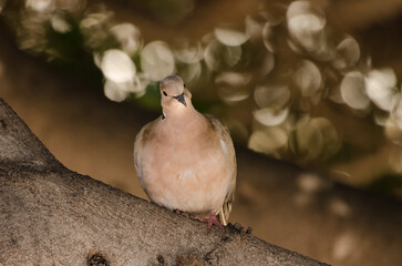 Barbary dove Streptopelia risoria. Las Palmas de Gran Canaria. Gran Canaria. Canary Islands. Spain.