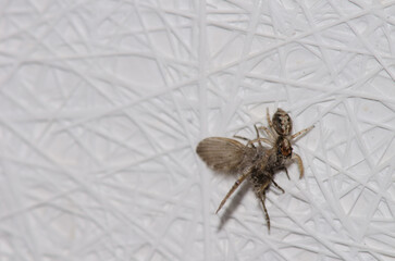 Jumping spider with a bathroom moth midge Clogmia albipunctata as prey. Las Palmas de Gran Canaria. Gran Canaria. Canary Islands. Spain.