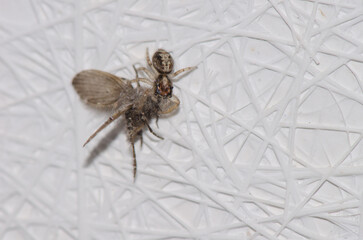 Jumping spider with a bathroom moth midge Clogmia albipunctata as prey. Las Palmas de Gran Canaria. Gran Canaria. Canary Islands. Spain.